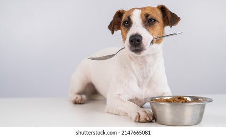 314 Dog holding bowl in mouth Images, Stock Photos & Vectors | Shutterstock