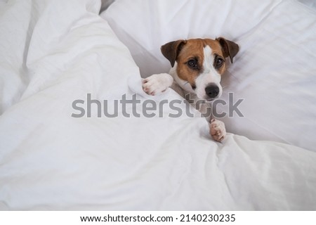 Jack Russell Terrier dog lies in bed under the covers. The pet sleeps in the bedroom.