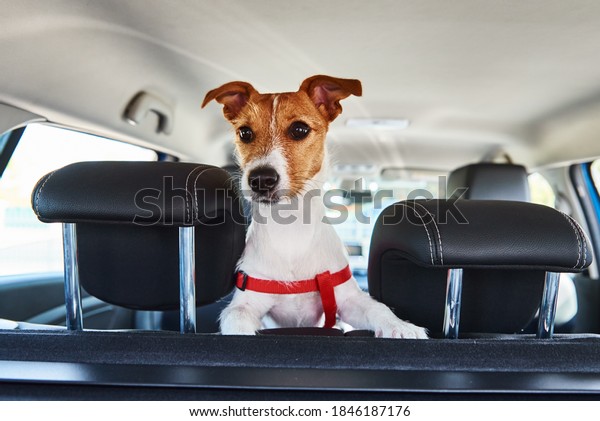 Jack Russell terrier dog looking out of car seat.\
Trip with a dog