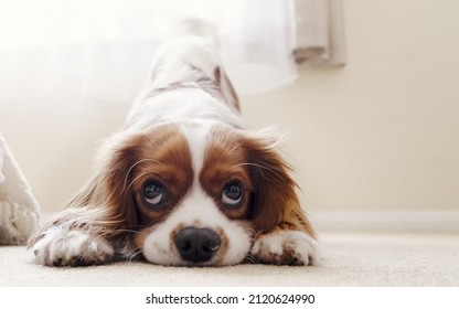 Jack Russell Terrier Dog Lying On Carpet With Tail Held High And Mouth Down With Blur Background, Cute Puppy, Nose, Eyes, Head, Pet