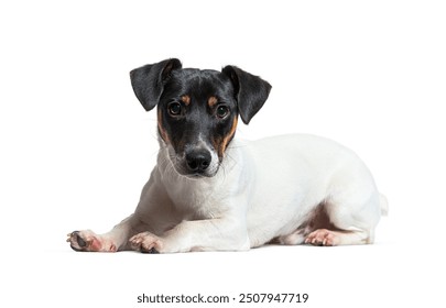 Jack russell terrier dog lying down and looking at the camera, isolated on white background - Powered by Shutterstock