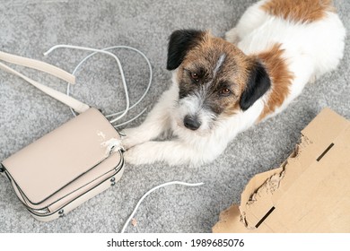 Jack Russell Terrier dog made a home mess, left alone, chewed on his bag, phone cable. Without the owner. Guilty funny face. Bad Dog Behavior. Damage.  Gnawed, chewed stuff