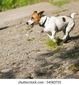 A Jack Russell Terrier dog in mid-stride