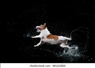 Jack Russell Terrier, dog Motion in the water, active, aqueous shooting  