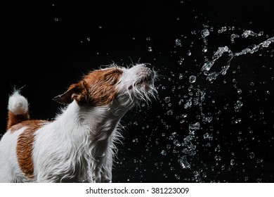 Jack Russell Terrier, dog Motion in the water, active, aqueous shooting  