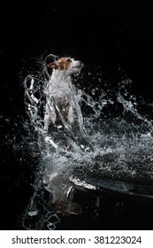Jack Russell Terrier, dog Motion in the water, active, aqueous shooting 