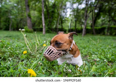Jack Russell Terrier dog in a muzzle. A dog in a muzzle lies on the grass. - Shutterstock ID 1969929160