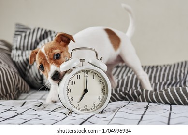 Jack russell terrier dog nibbles vintage alarm clock in bed. Wake up and morning concept