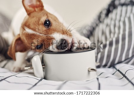 Jack russell terrier dog nibbles vintage alarm clock in bed. Wake up and morning concept
