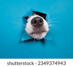 Jack Russell Terrier dog nose sticking out of torn paper blue background. 