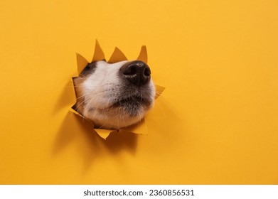 Jack Russell Terrier dog nose sticking out of torn paper orange background. 