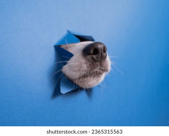 Jack Russell Terrier dog nose sticking out of torn paper blue background.  - Shutterstock ID 2365315563