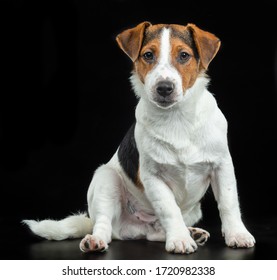 Jack Russell Terrier, Dog On A Black Background