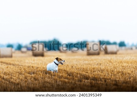 Jack Russell terrier dog on agricultural field with round bales of dry hay during sunset. Rural landscape
