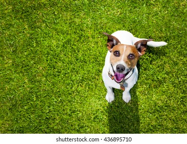  Jack Russell Terrier Dog  In Park Looking Up Ready To Play With Owner