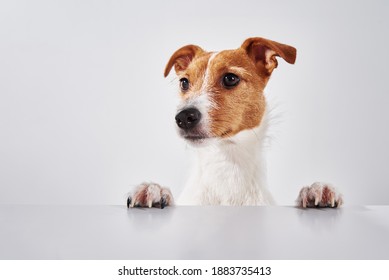 Jack Russell Terrier Dog With Paws On The Table. Portrait Of Cute Dog