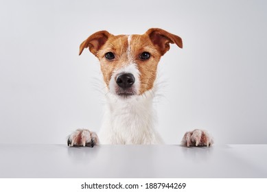 Jack Russell Terrier Dog With Paws On The Table. Portrait Of Cute Dog