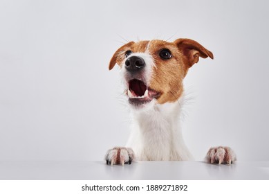 Jack Russell Terrier Dog With Paws On The Table. Portrait Of Cute Dog