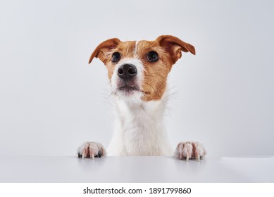 Jack Russell Terrier Dog With Paws On The Table. Portrait Of Cute Dog