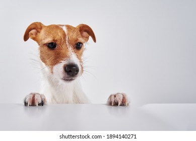 Jack Russell Terrier Dog With Paws On The Table. Portrait Of Cute Dog