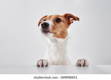 Jack Russell Terrier Dog With Paws On The Table. Portrait Of Cute Dog