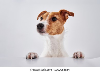 Jack Russell Terrier Dog With Paws On The Table. Portrait Of Cute Dog