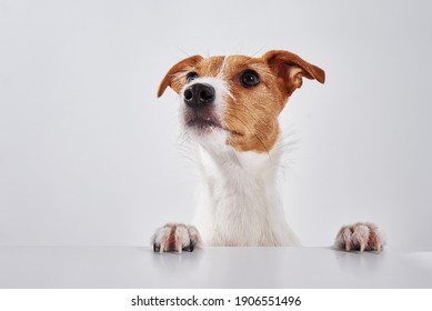 Jack Russell Terrier Dog With Paws On The Table. Portrait Of Cute Dog