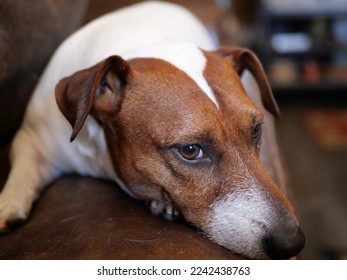Jack Russell Terrier Dog Photos - Shutterstock ID 2242438763