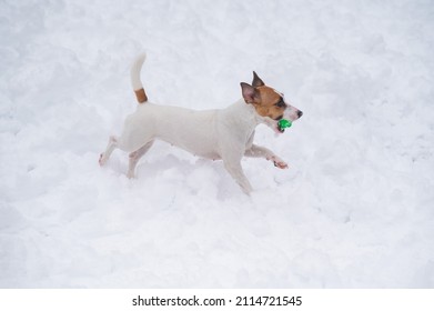 Jack Russell Terrier Dog Playing Ball In The Snow. 