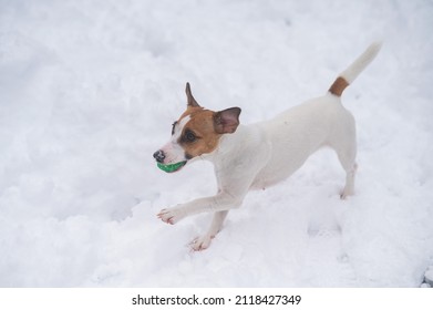 Jack Russell Terrier Dog Playing Ball In The Snow. 