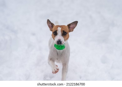 Jack Russell Terrier Dog Playing Ball In The Snow. 