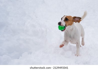 Jack Russell Terrier Dog Playing Ball In The Snow. 