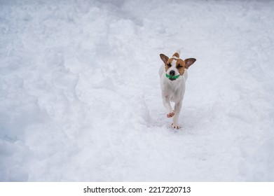 Jack Russell Terrier Dog Playing Ball In The Snow. 