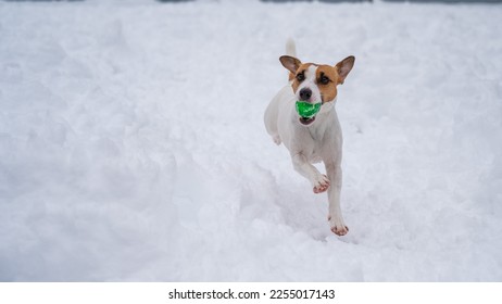 Jack Russell Terrier dog playing ball in the snow.  - Shutterstock ID 2255017143