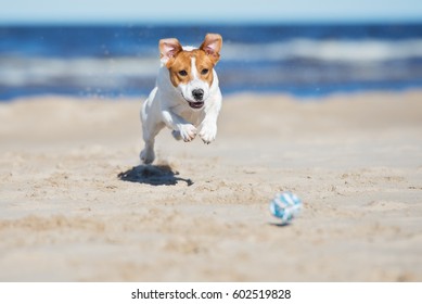 jack russell terrier dog playing on a beach