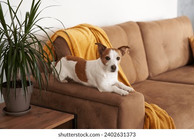 A Jack Russell Terrier dog ponders on the couch, amidst cozy home decor. Pet indoors