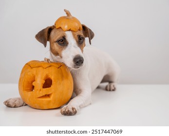 Jack Russell Terrier dog with a pumpkin cap and a jack-o-lantern on a white background. - Powered by Shutterstock