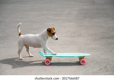 Jack russell terrier dog rides a penny board outdoors