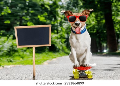 jack russell terrier dog riding a skateboard as a skater , with sunglasses in summer vacation