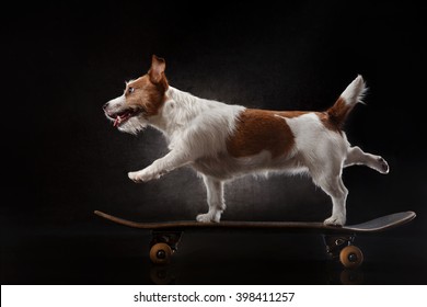 Jack Russell Terrier dog riding on a skateboard