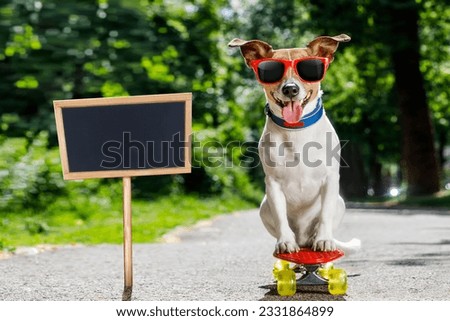jack russell terrier dog riding a skateboard as a skater , with sunglasses in summer vacation