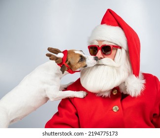 Jack Russell Terrier Dog In Rudolph Deer Ears Licks Santa Claus In Sunglasses.. 