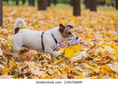 Jack Russell Terrier Dog Running In Fall Park With Toy Rope For Tug-of-war Game. Profile View.