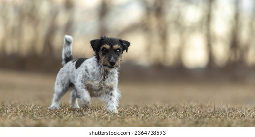 Jack Russell Terrier dog is running sideways over a  meadow in early  spring - Shutterstock ID 2364738593