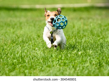 Jack Russell Terrier Dog Running With A Ball