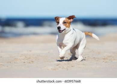 jack russell terrier dog running on a beach