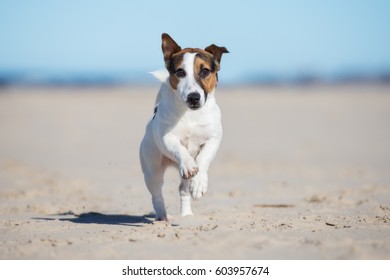 5,824 Jack russell on beach Images, Stock Photos & Vectors | Shutterstock