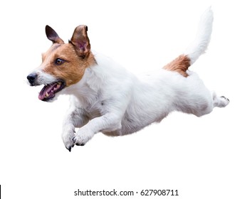 Jack Russell Terrier dog running and jumping isolated on white