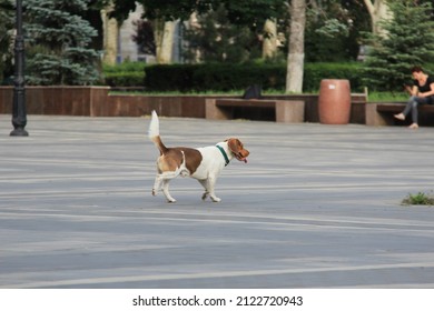 can dogs run on pavement