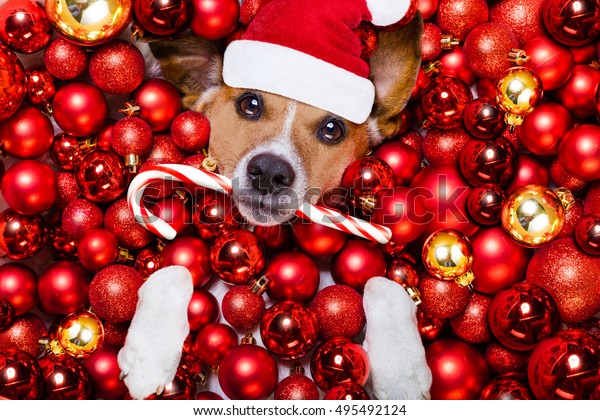 Sfondi Natalizi Animali.Jack Russell Terrier Cane Con Cappello Foto Stock Modifica Ora 495492124